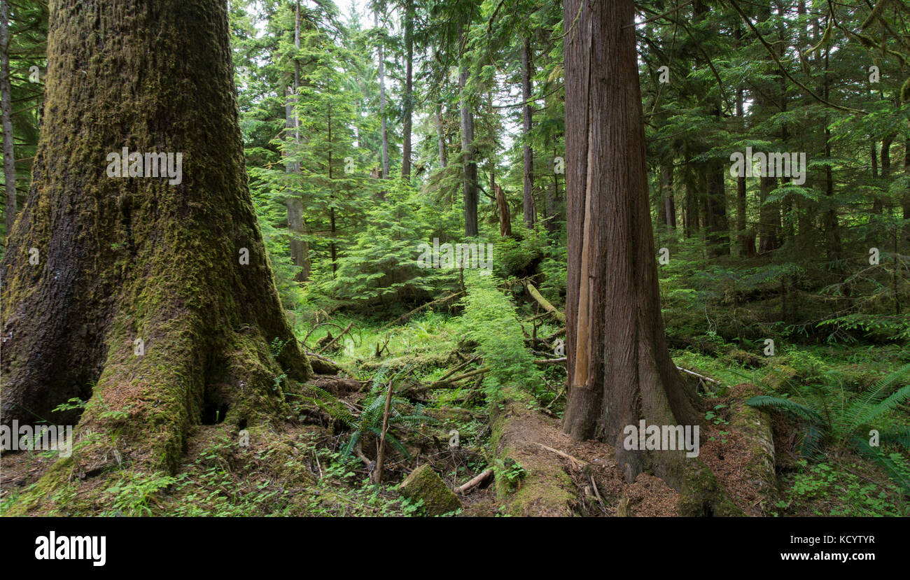 Golden Spruce trail, Port Clements, culturalmente modificado de cedro, Haida Gwaii, antiguamente conocido como islas de la Reina Carlota, British Columbia, Canadá Foto de stock