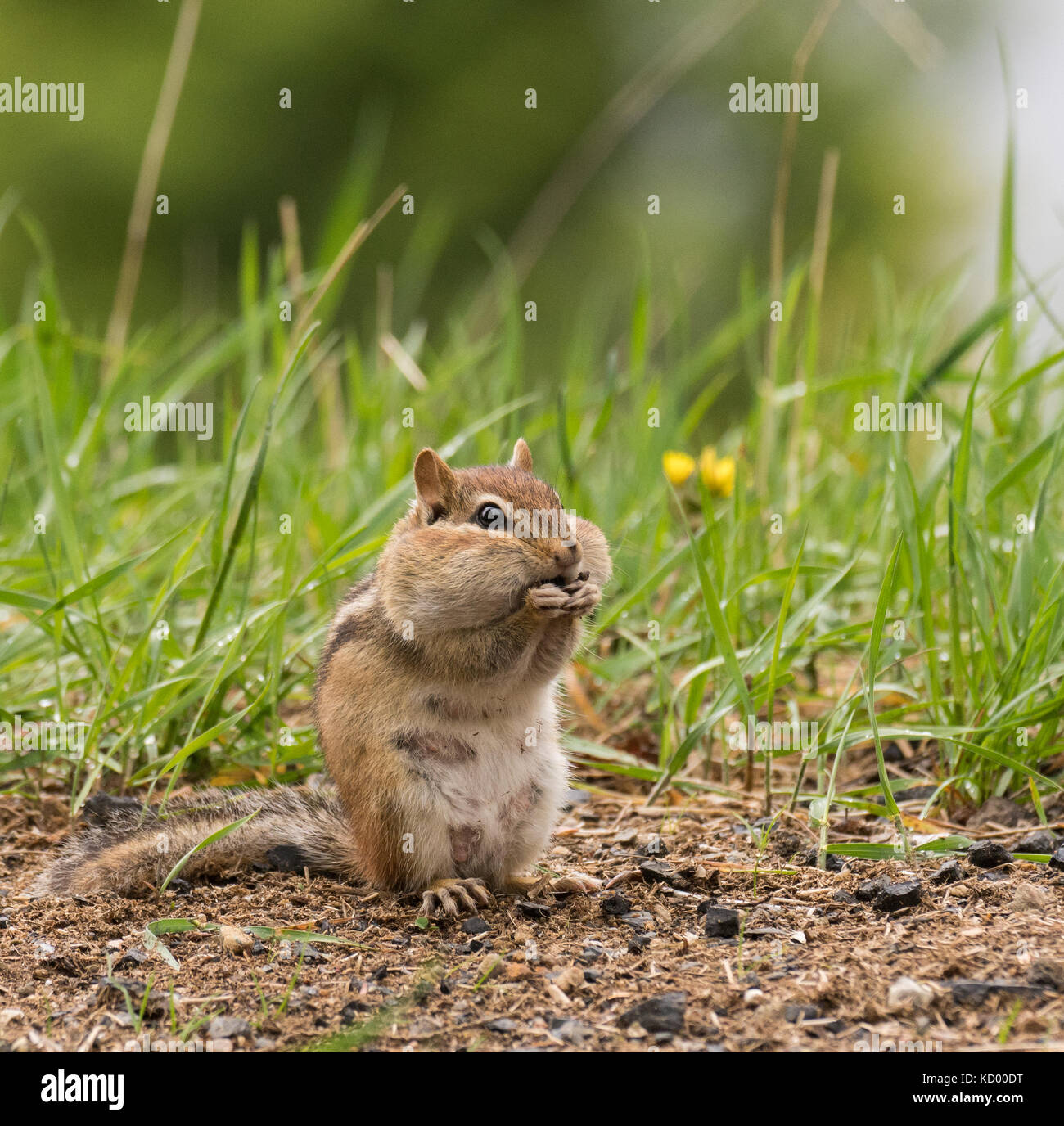 Chipmunk North Bay región noreste de Ontario Foto de stock