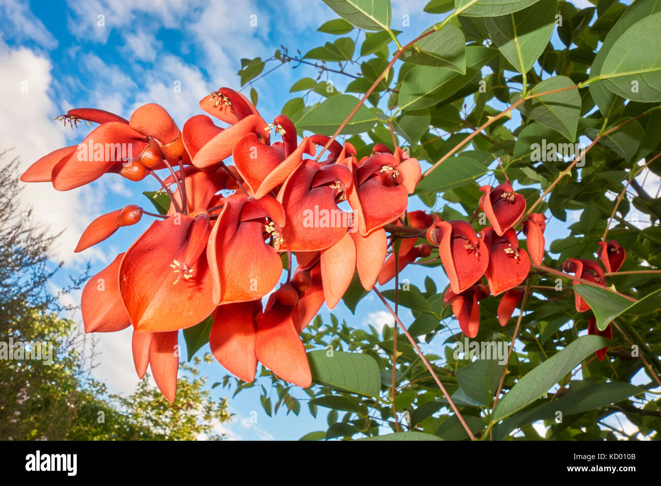 Hermoso color rojo flores florecen en otoño de la coral tree Cockspur, erythrina crista-galli (Árbol Nacional de Argentina; Uruguay Flor Nacional). Foto de stock