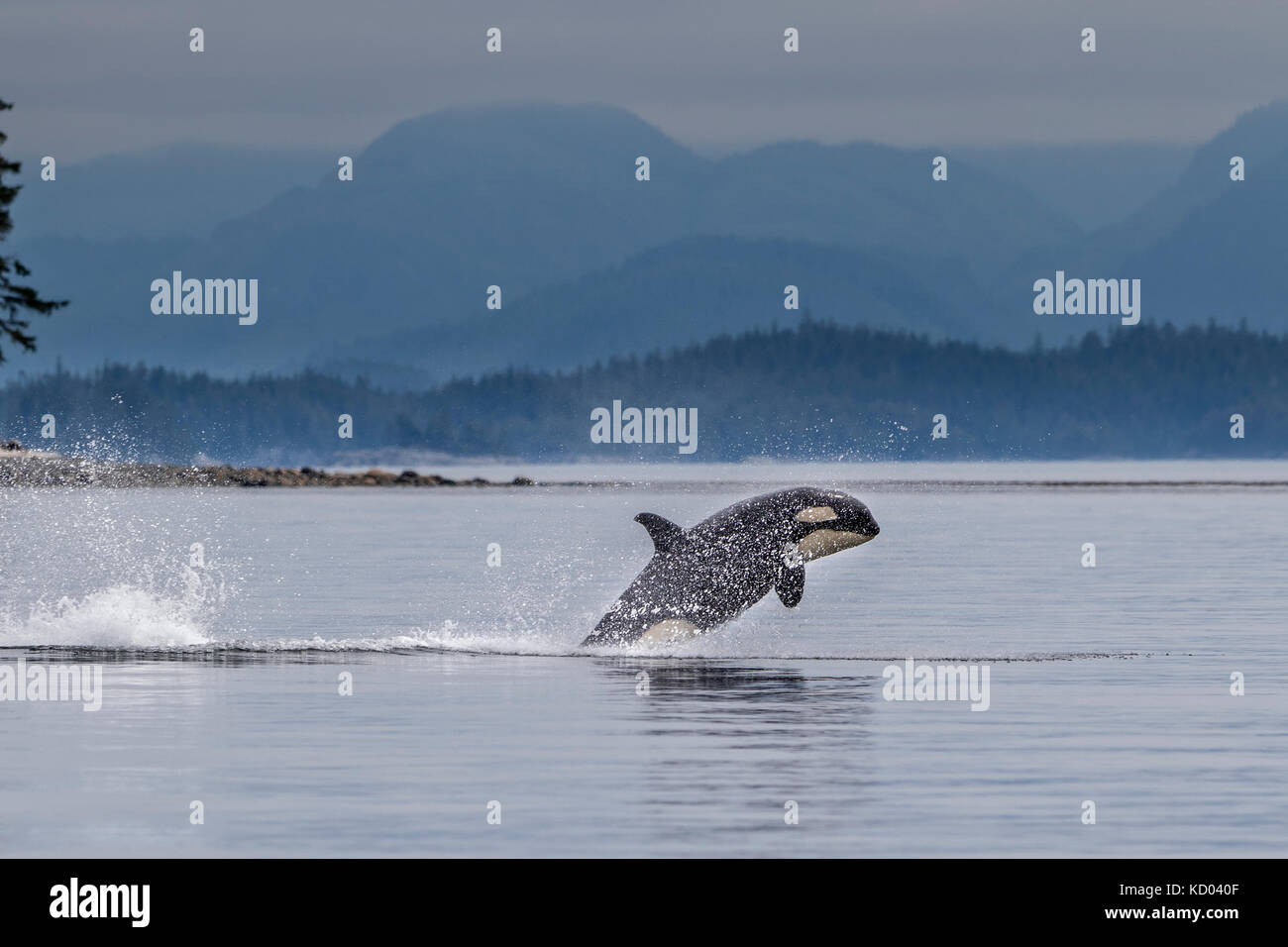 Killer whale incumplir off donegal jefe de Malcolm isla Foto de stock