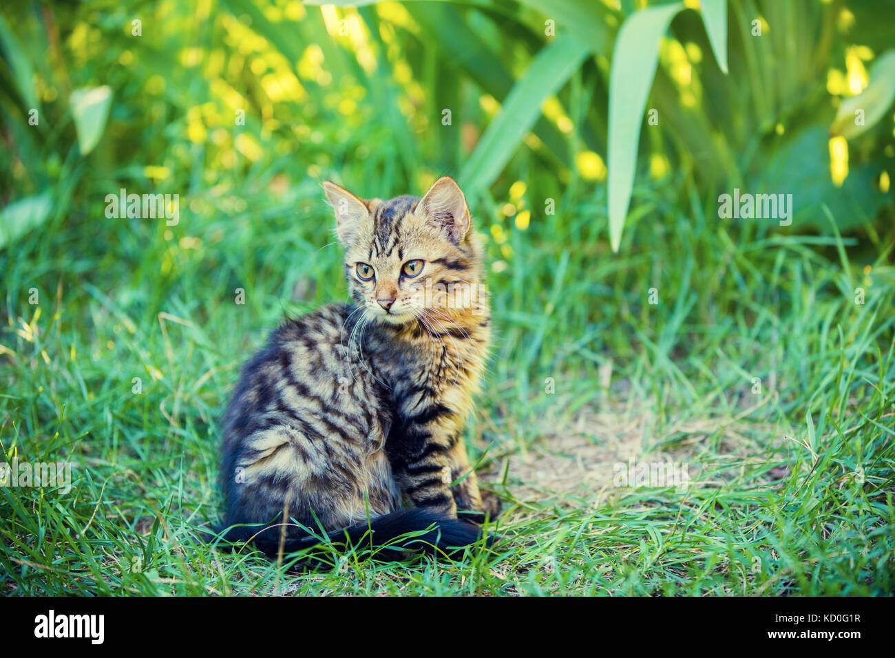 Lindo gatito siberiano sentados en el césped en el patio Foto de stock