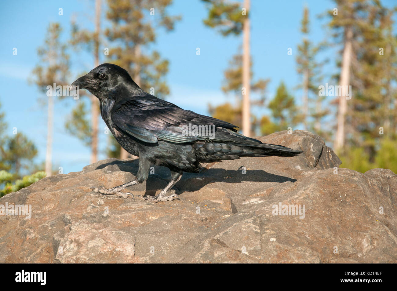 El Cuervo común (Corvus corax), el Parque Nacional de Yellowstone, Wy. Foto de stock
