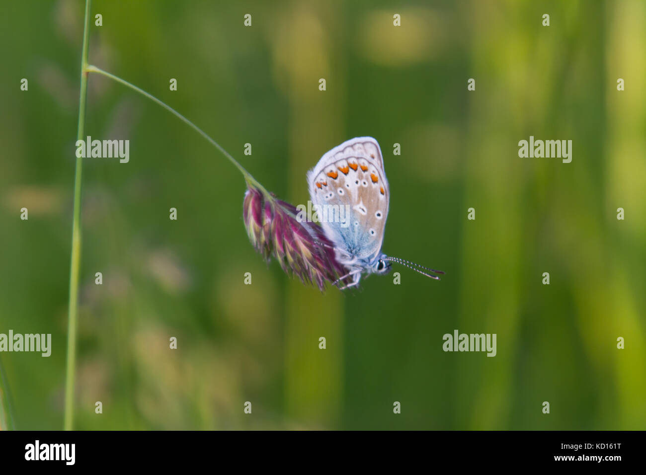 Mariposa Azul común descansando Foto de stock
