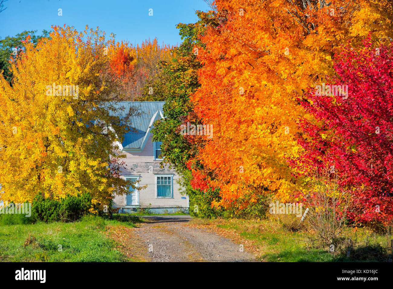 El follaje de otoño, Queenstown, Nueva Brunswick, Canadá Foto de stock