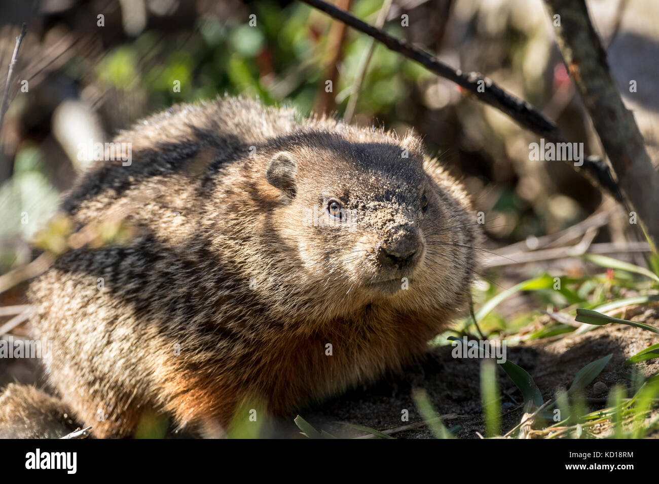 O de la marmota (woodchuck marmota monax), isla, Isla manitoulin Barrie, Ontario, Canadá Foto de stock