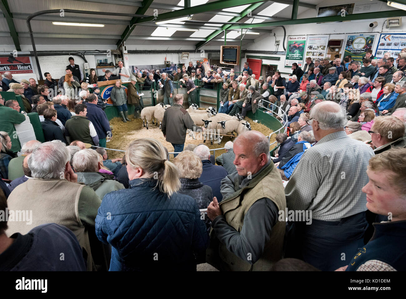 Gran espectáculo de dos días y la venta de los corderos en gimmer mula Hawes Subasta mart, North Yorkshire, Reino Unido Foto de stock