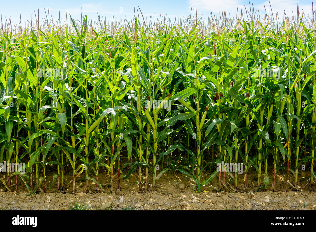 Vista frontal de un campo de maíz que las plantas han alcanzado su máxima altura y se encuentran entre R2 y R3 de las etapas de desarrollo. Foto de stock