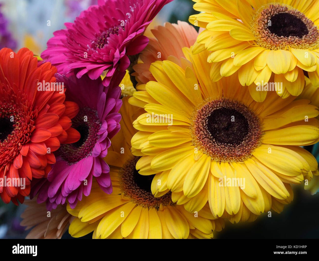 Gerbera daisy ramo de flores de color amarillo, rojo púrpura, arreglo; brillante; botánica; la belleza de la naturaleza; floración; blossom, ramo de novia, ramo de flores. Foto de stock