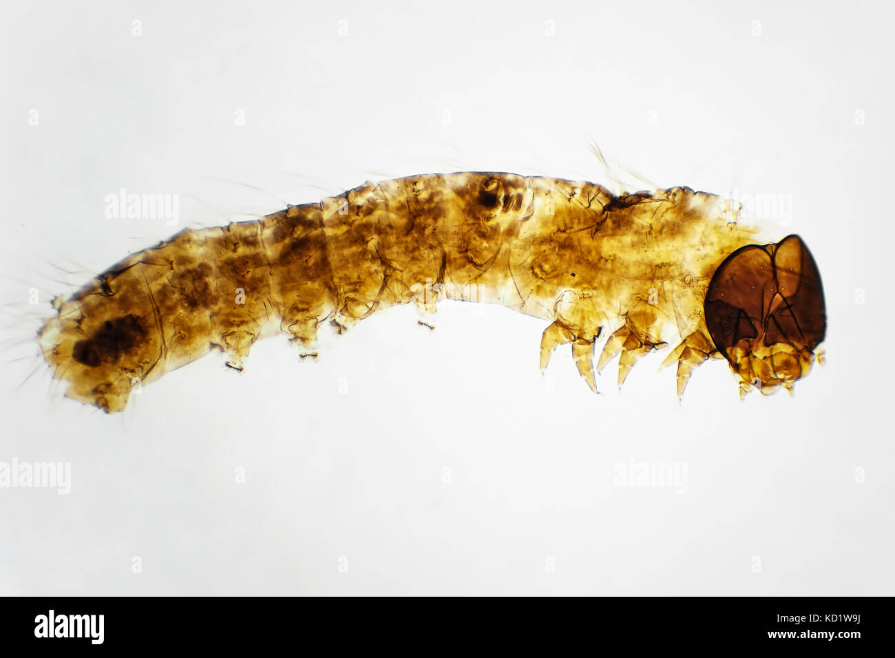 Micrografía de luz de una larva de seda sobre un portaobjetos de microscopio, preparó el área representada es de aproximadamente 3,6mm wide Foto de stock
