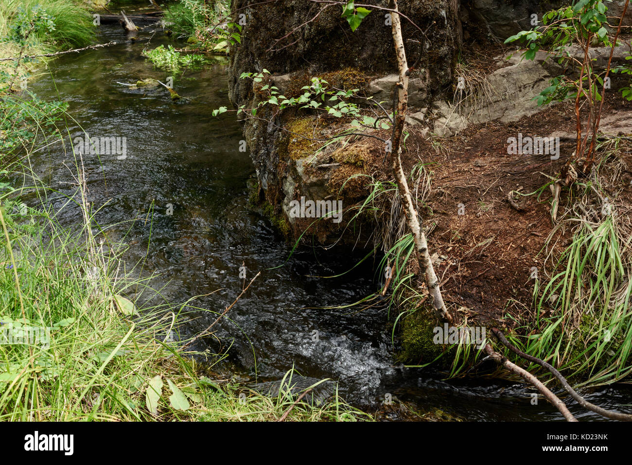 Un arroyo que fluye del bosque en las montañas Altai Foto de stock