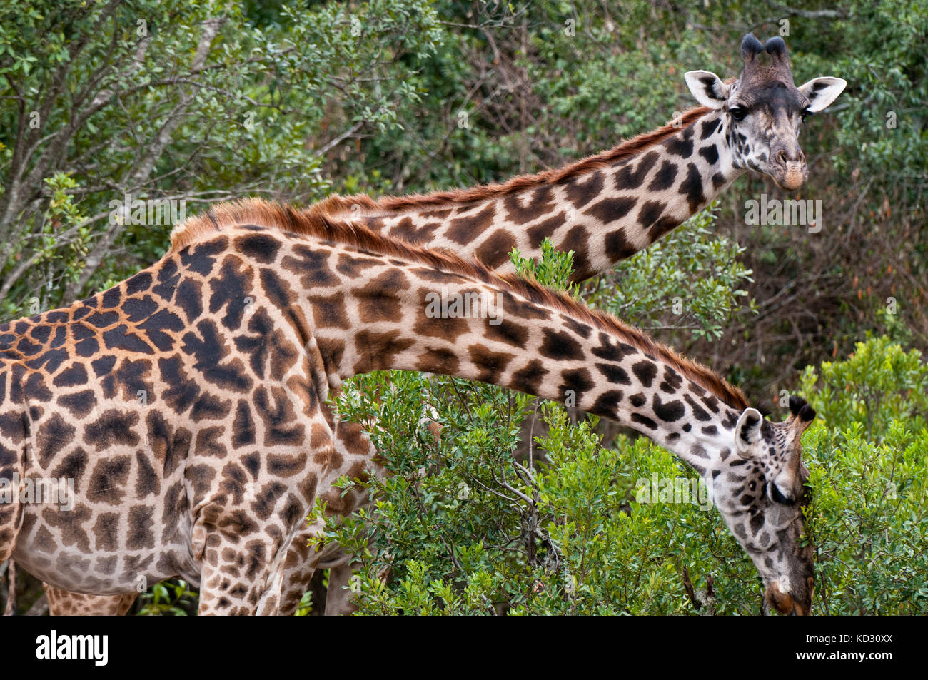 Masai jirafa (Giraffa camelopardalis), Masai Mara, Kenya Foto de stock