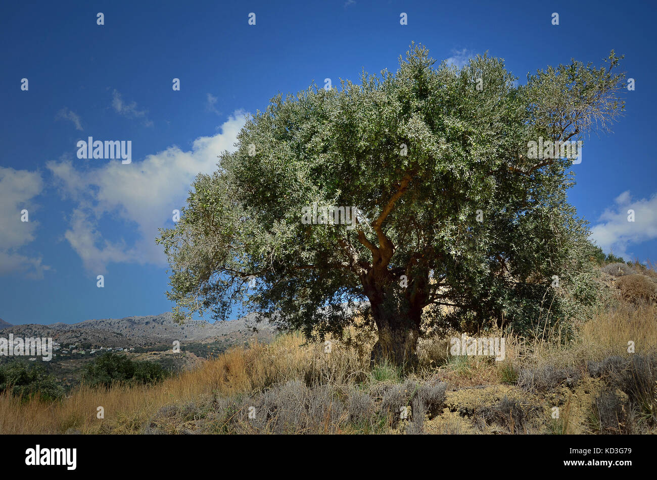 Olivo (Olea europaea) en plakias, Creta, Grecia Foto de stock