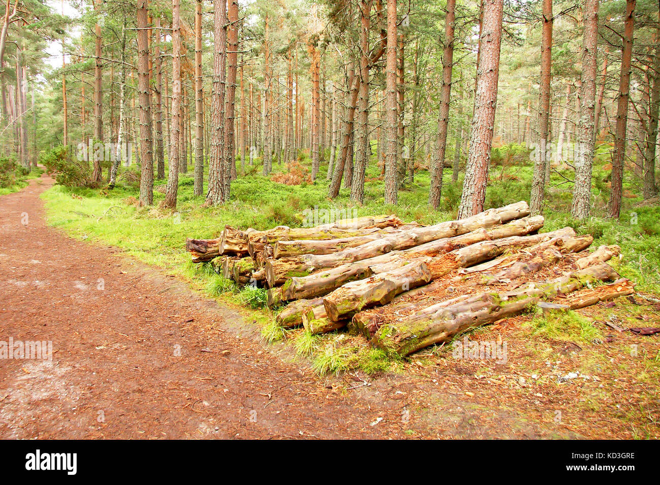 Montón de madera en un bosque escocés Foto de stock