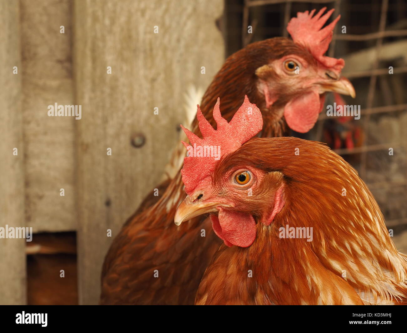 Algunos jaula libre, marrón de las gallinas ponedoras en una granja. Capa de huevos de aves de corral en un rango libre granja. Las gallinas ponedoras de huevo marrón. Avicultura ético. Foto de stock
