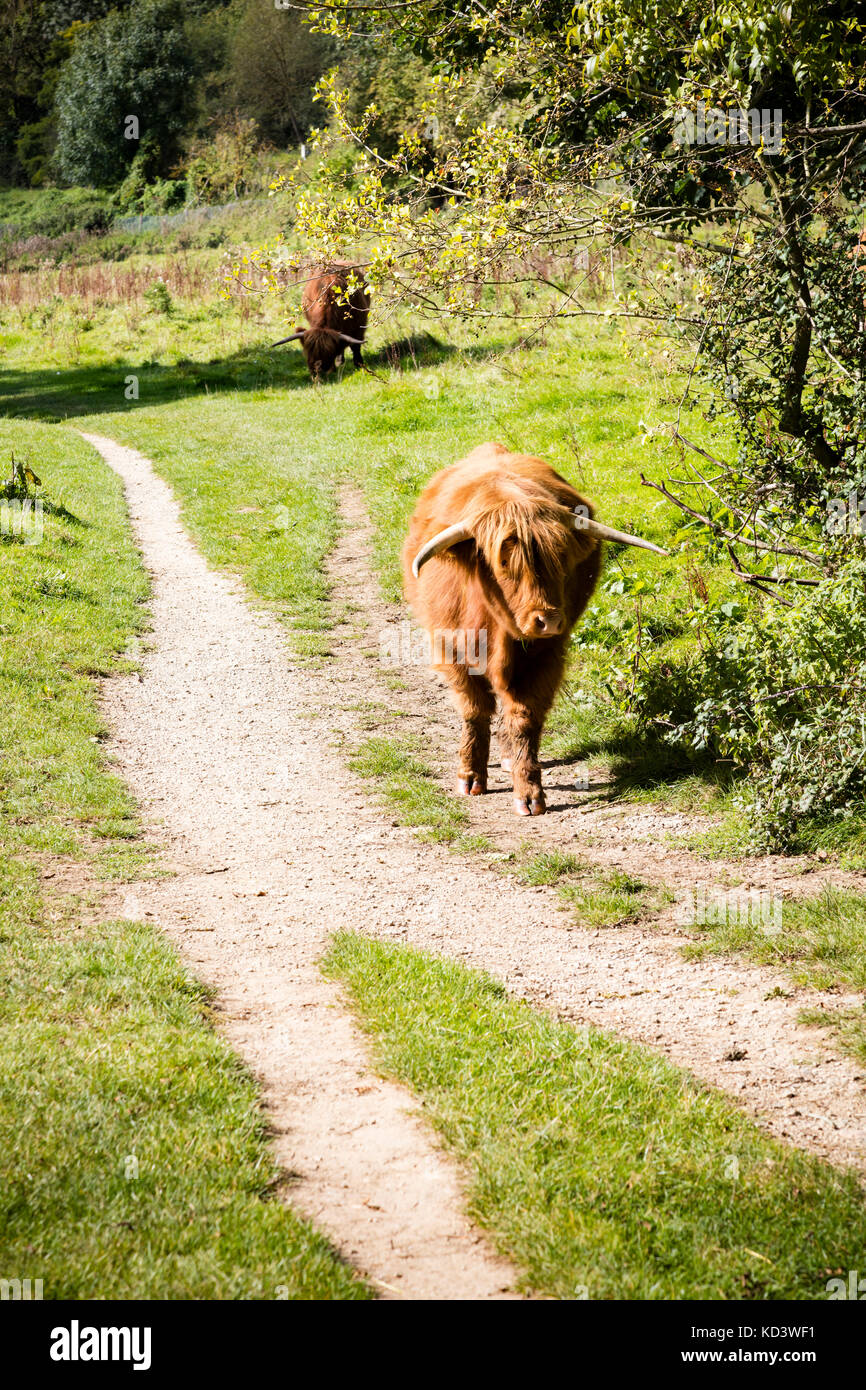 Una vaca highland deambula a lo largo del valle del río Medway caminar, buscando feroz, pero en realidad muy relajado, barming, Kent, UK Foto de stock