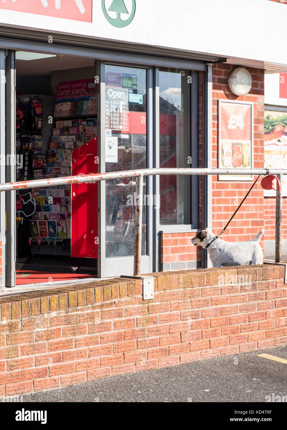 Perro en un cable atado a una baranda esperando a su dueño fuera de una tienda, Nottinghamshire, Inglaterra, Reino Unido. Foto de stock