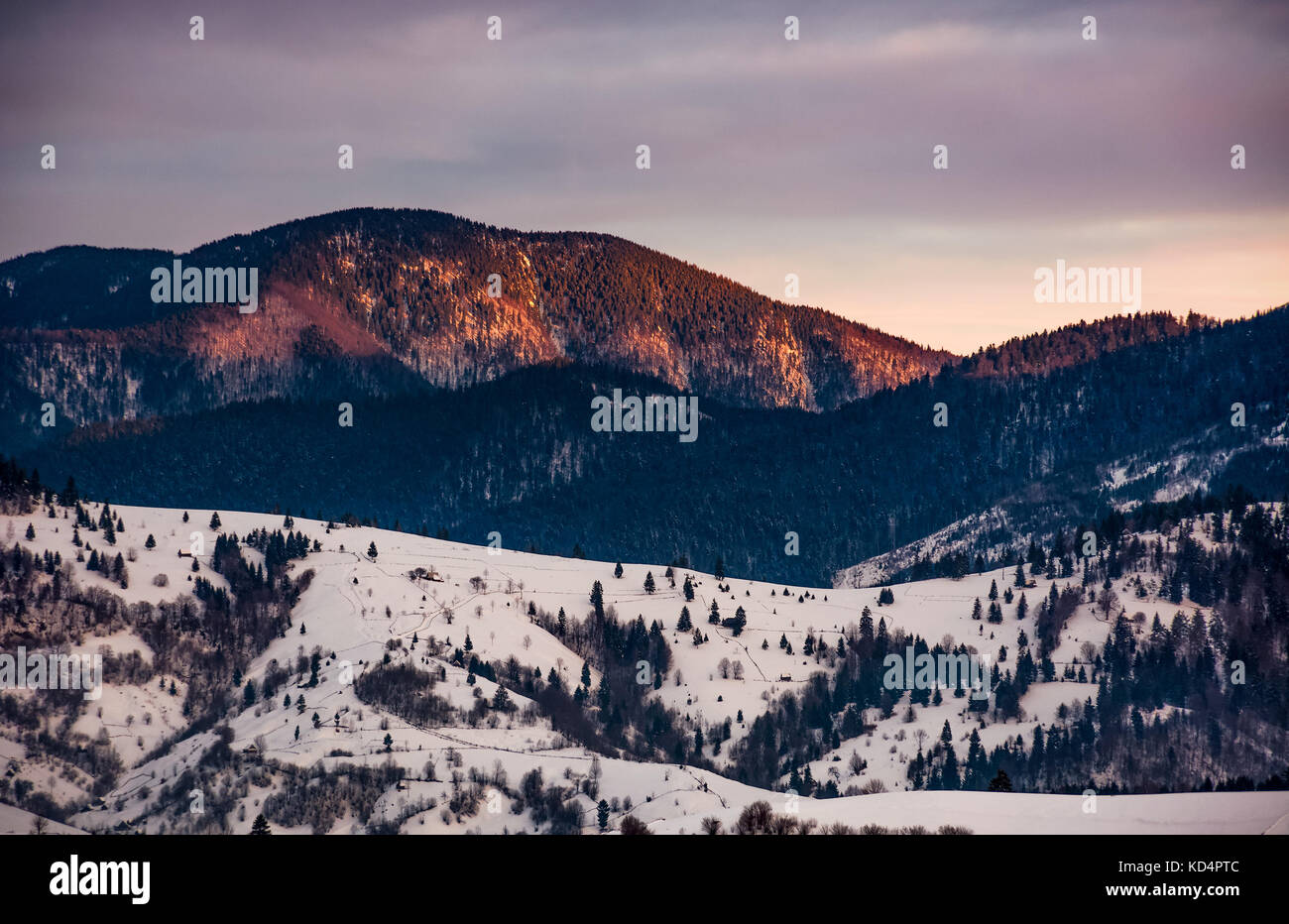 Montaña nevada colinas con bosques en precioso amanecer rojizo. Bello escenario natural en invierno Foto de stock