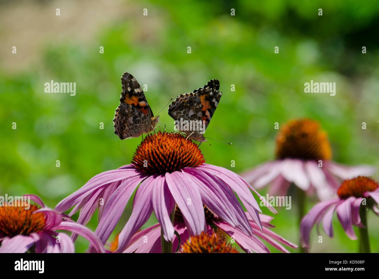 Dos Painted Lady, Vanessa cardui, mariposas en una rosa coneflower, Maine, Estados Unidos. Foto de stock