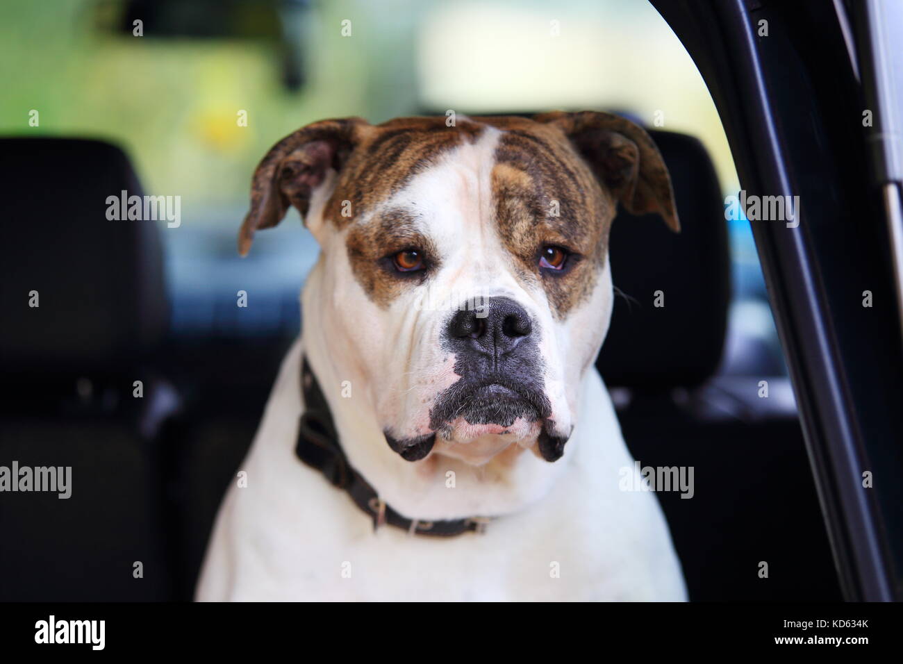 Grave bulldog americano en coche. Cabeza de bulldog americano blanco cerca. Foto de stock