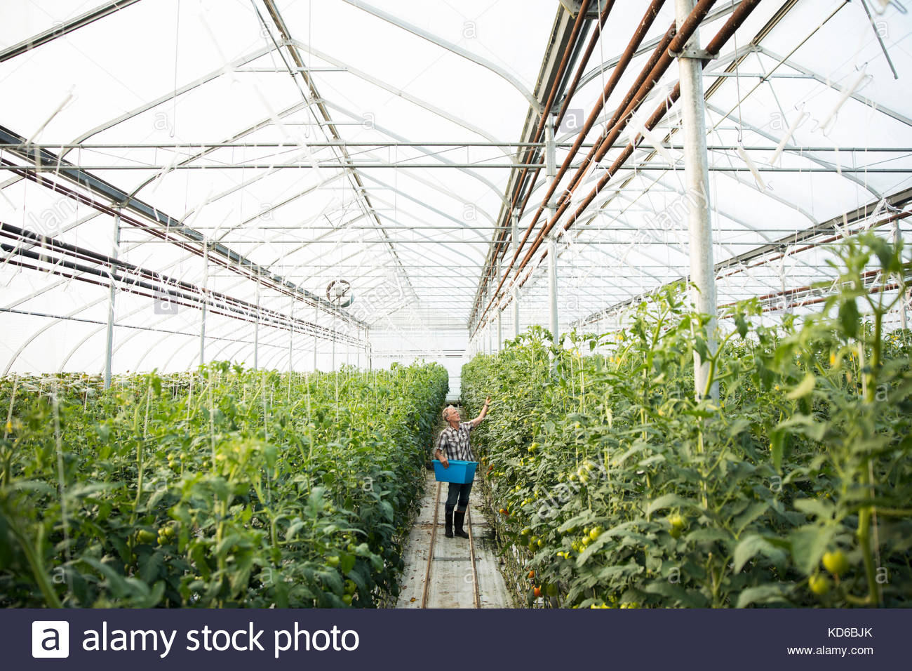 Agricultor inspección de plantas de tomate en invernadero Foto de stock