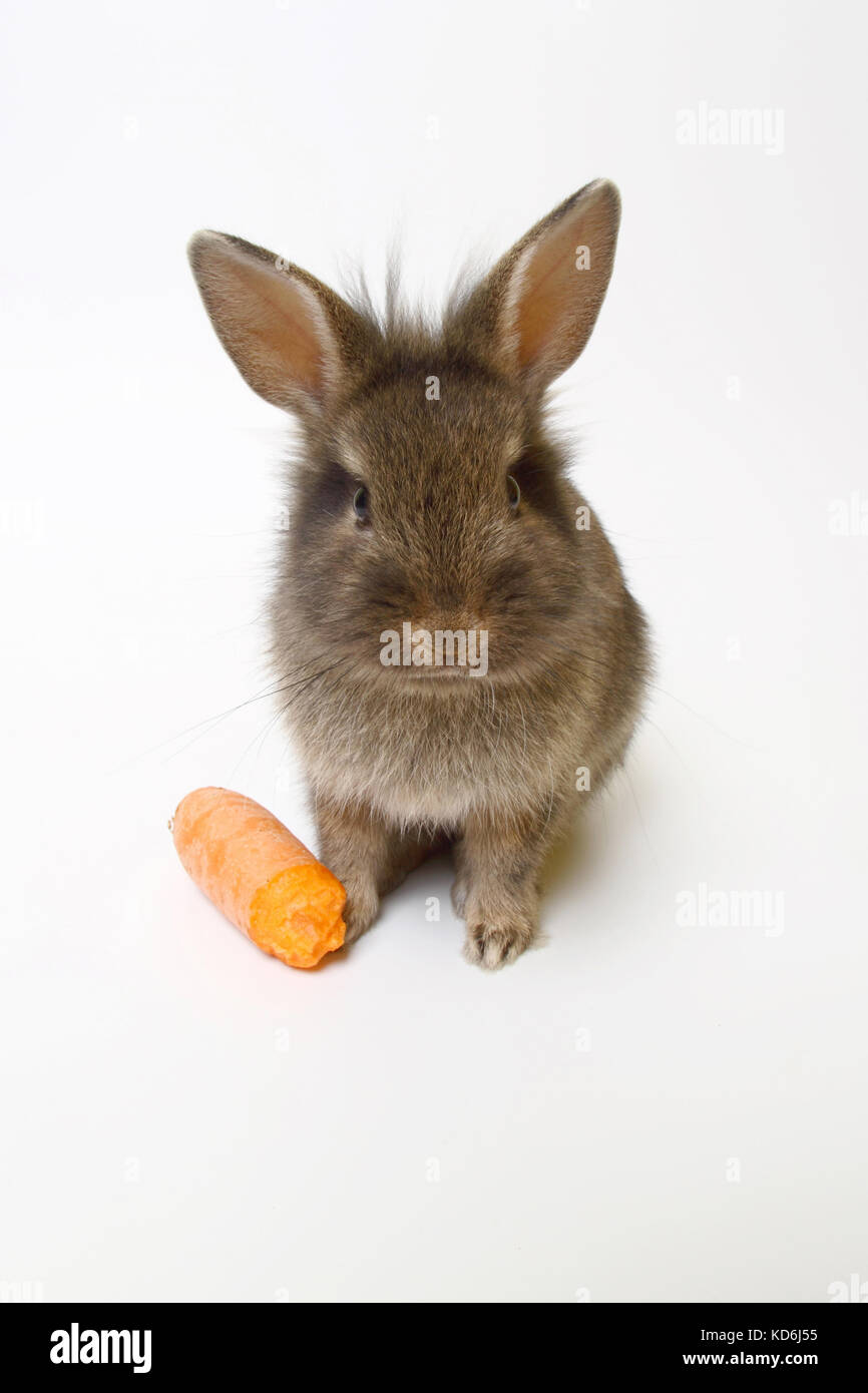 Jóvenes conejo con zanahoria marrón sobre fondo blanco. Foto de stock
