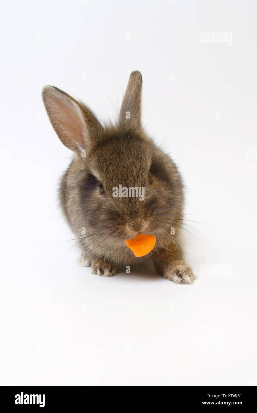Joven comiendo zanahoria conejo marrón sobre fondo blanco. Foto de stock