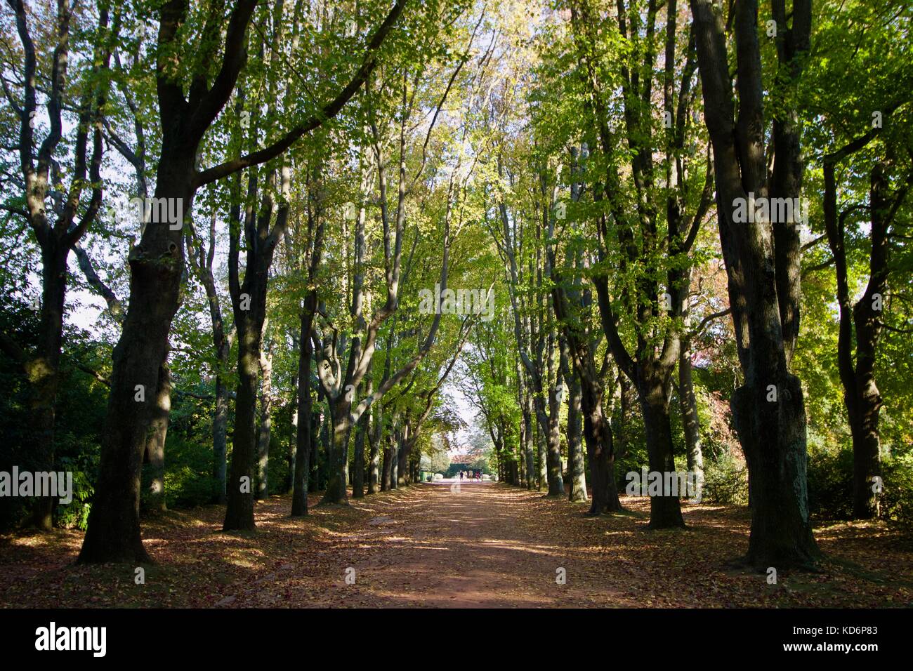 Jardim de Serralves, árvores, cotas, folhas e troncos Foto de stock