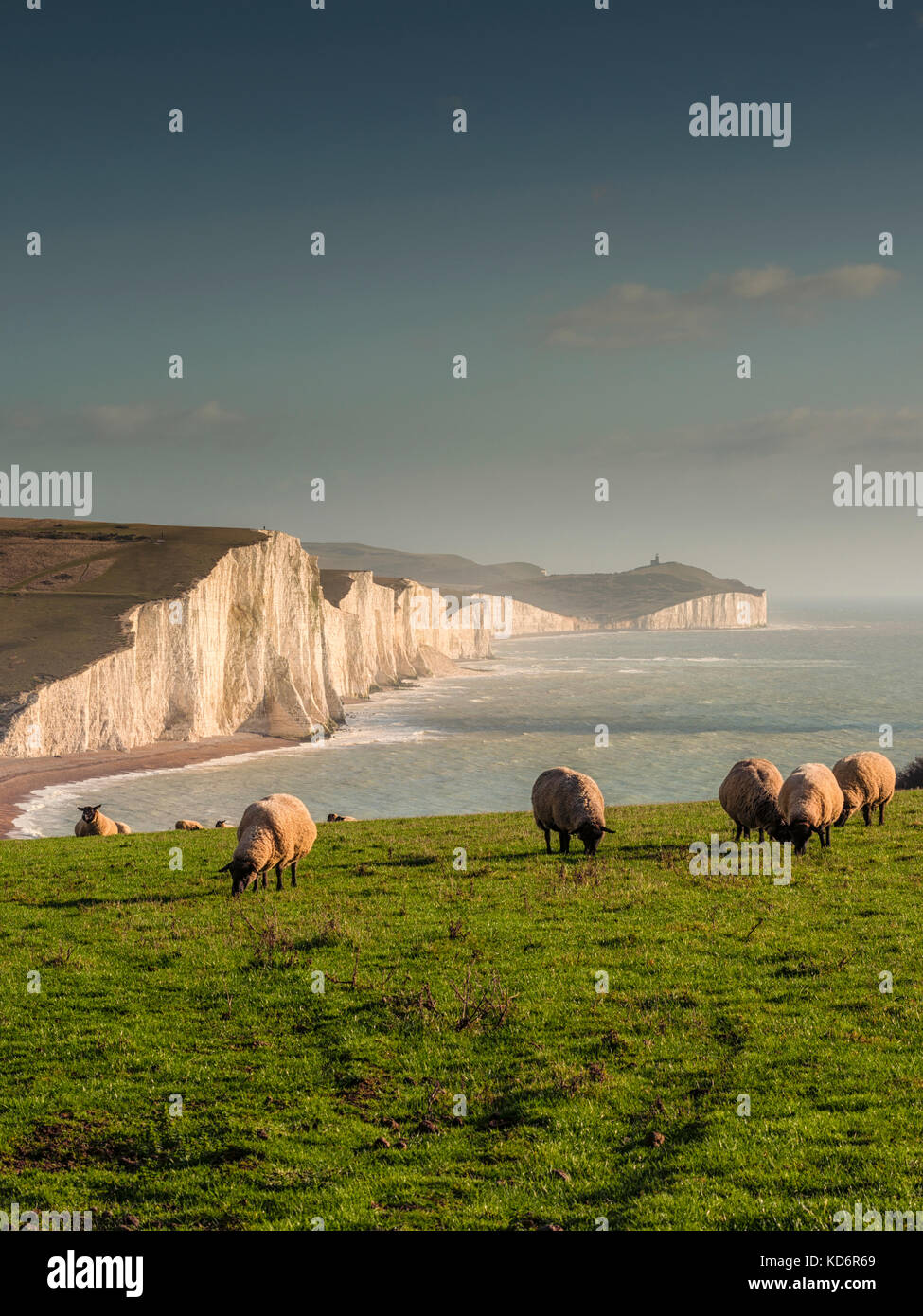 Ovejas pastando en un campo con vista de siete Hermanas acantilados de Seaford, East Sussex, Reino Unido Foto de stock