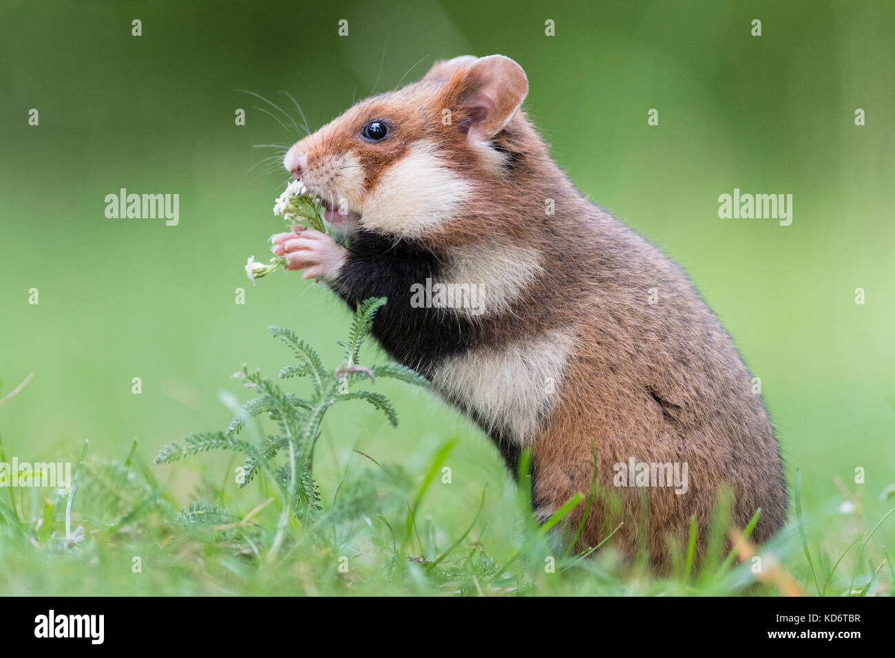 Hámster europeo (Cricetus cricetus) en Meadow, Viena, Austria Foto de stock