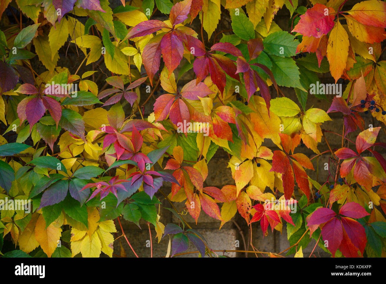 El otoño las hojas de color. parthenocissus tricuspidata sobre una pared de ladrillo antiguo. fondo de colores hechas de hojas de otoño Foto de stock