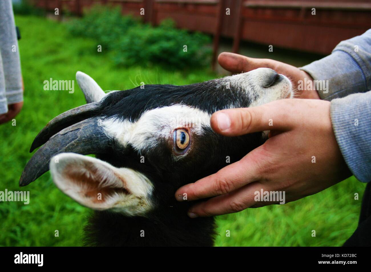 Cabrito jóvenes recluidos en las manos del niño en una granja en el condado de Armagh, Irlanda del Norte Foto de stock