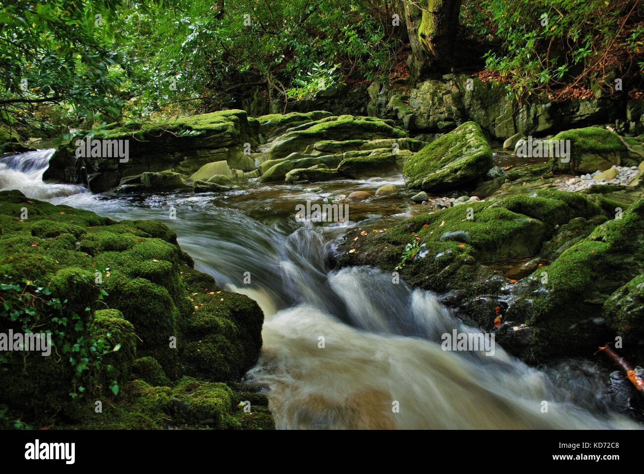 La larga exposición foto de río que fluye a través de las rocas y de los árboles en el bosque, tullymore IRLANDA DEL NORTE Foto de stock