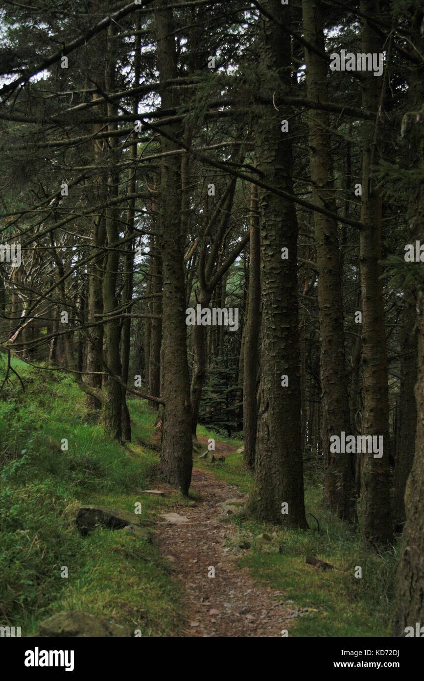 Mountain Bike Trail a través de los árboles en el bosque rostrevor, Irlanda del Norte Foto de stock