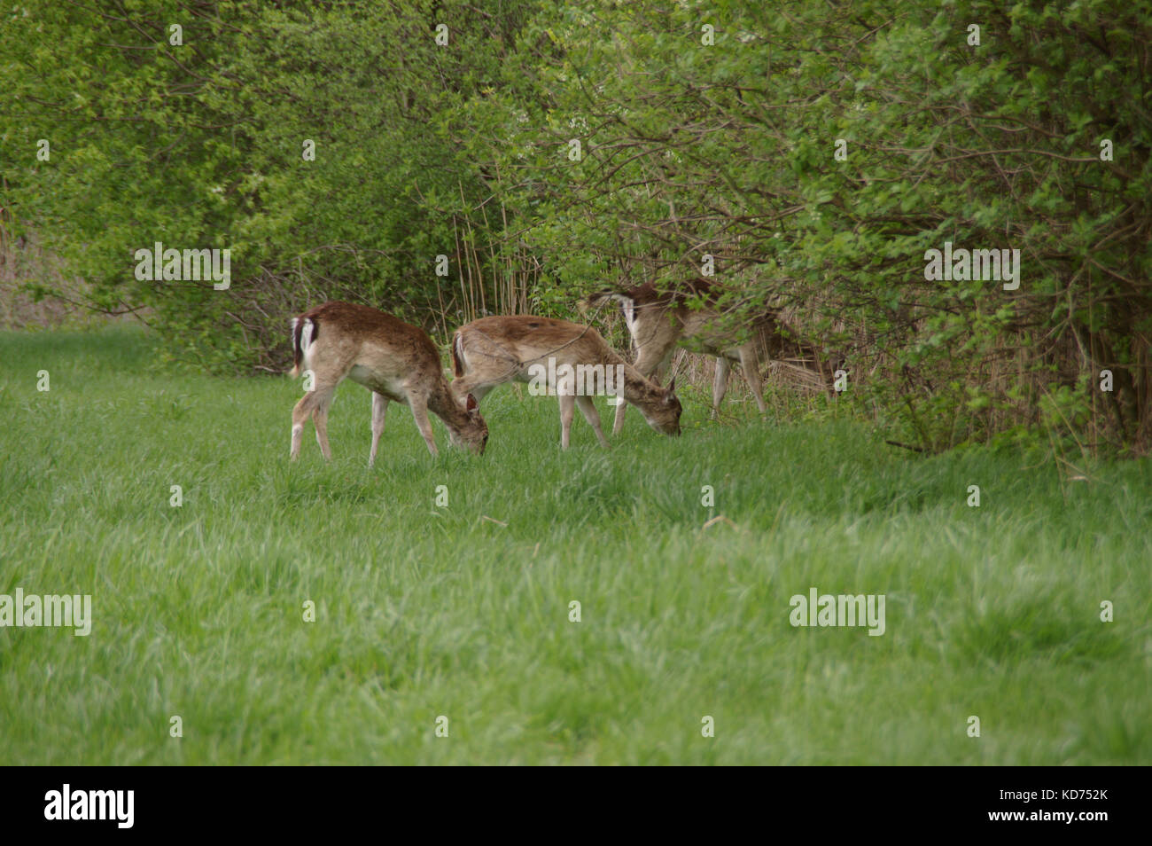 Varios corzos en una pradera en el entorno natural. La vida silvestre en Europa. Foto de stock
