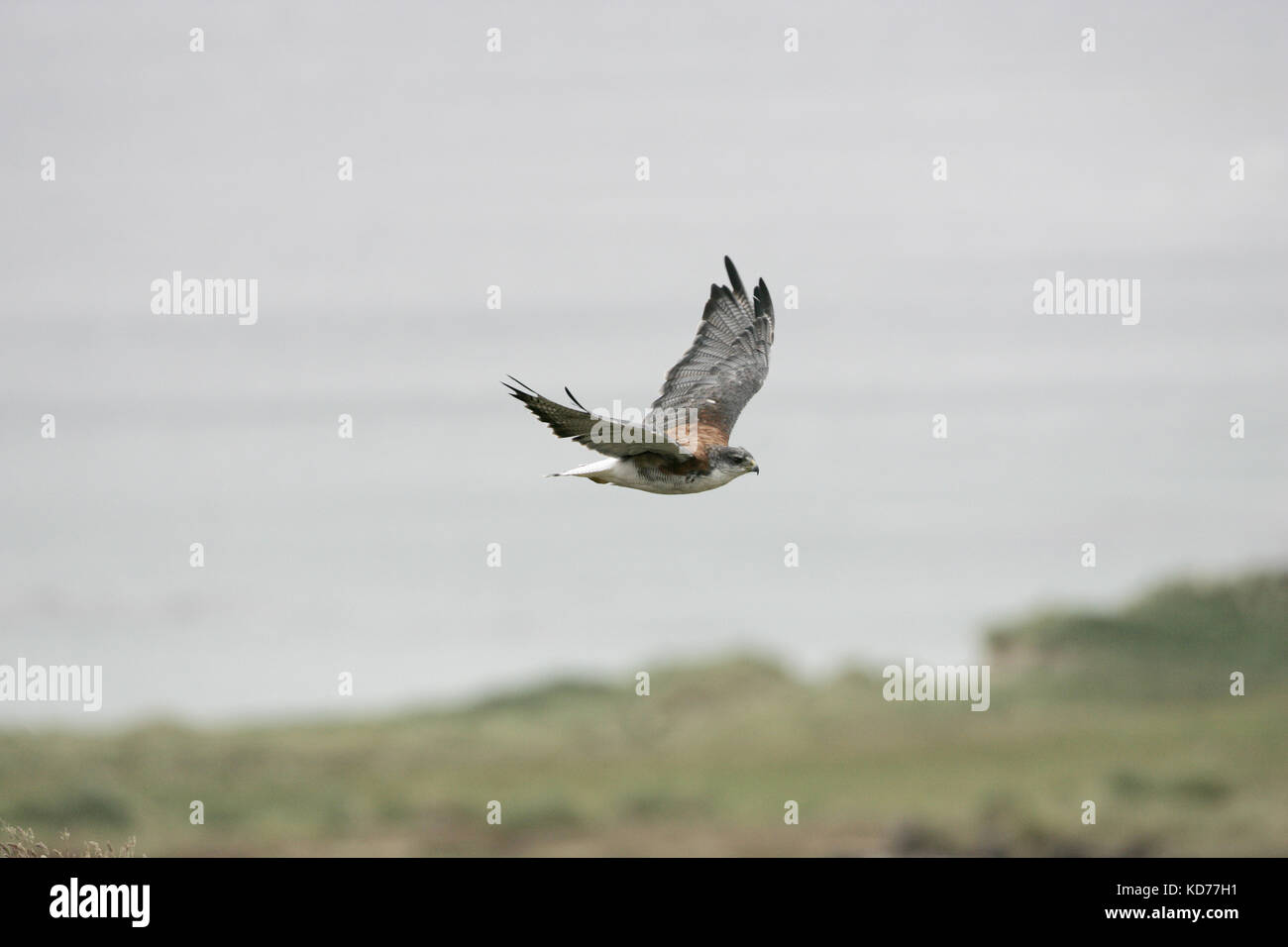 Variable hawk Buteo polyosoma en vuelo Islas Malvinas Foto de stock