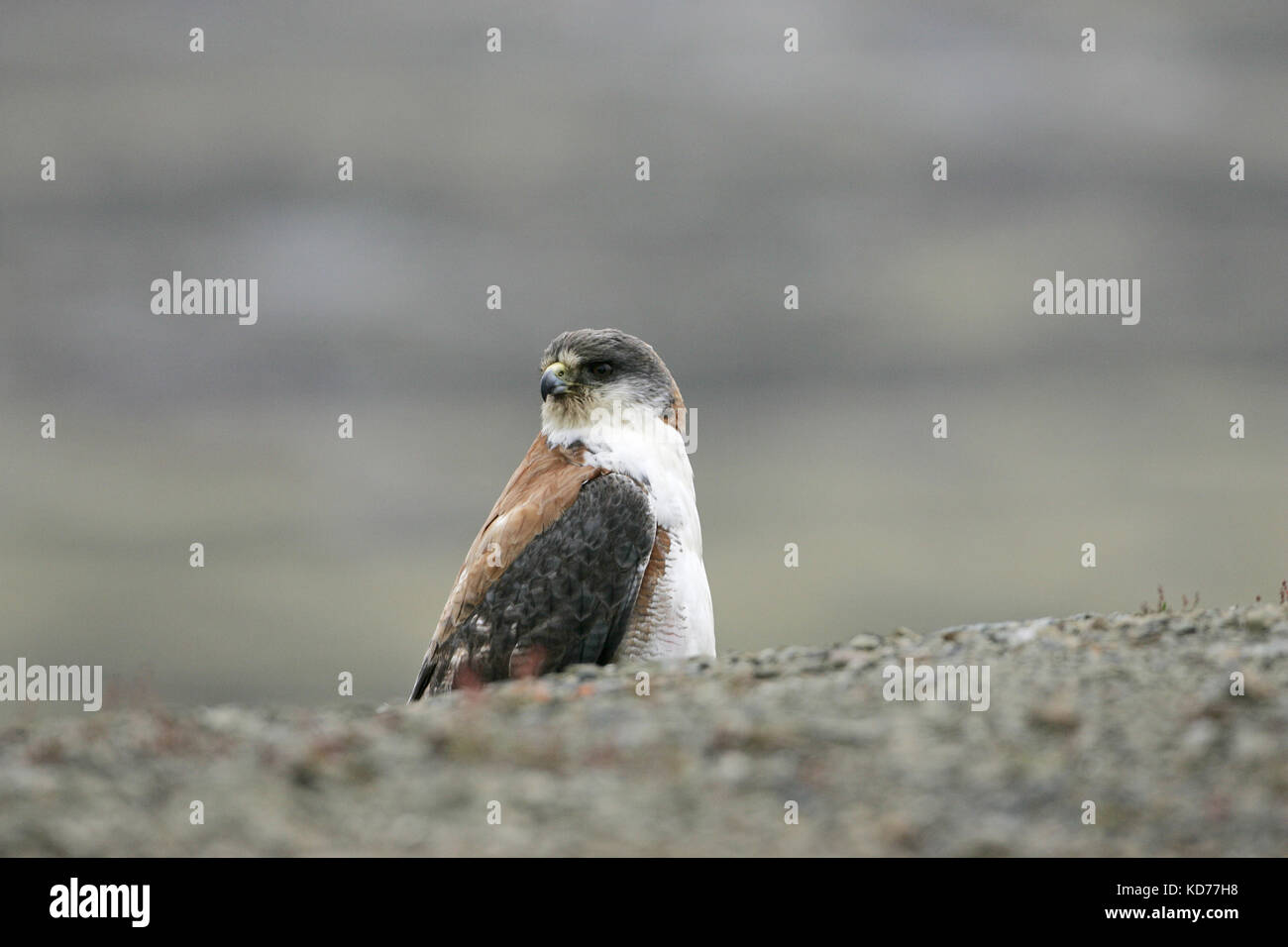 Variable hawk Buteo polyosoma Falkland Islands Foto de stock