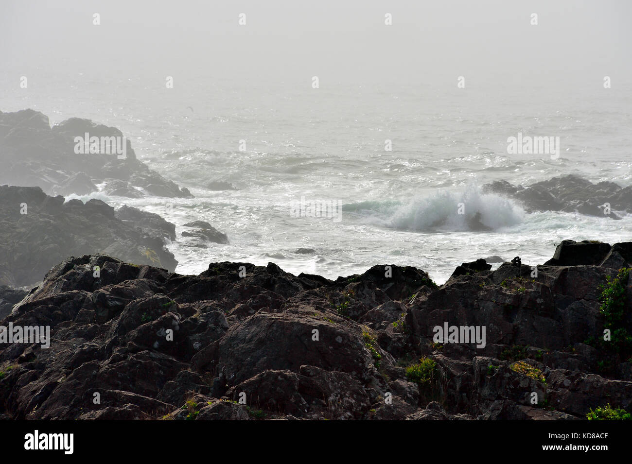 Una línea escarpada de la costa del Pacífico con olas que salpican y niebla pesada cerca de la ciudad de Ucluelet en la costa oeste de la isla de Vancouver, Columbia Británica, Foto de stock
