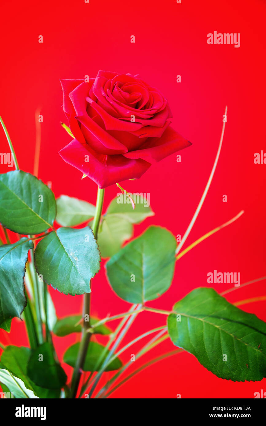 Rosa roja sobre fondo rojo. Foto de stock