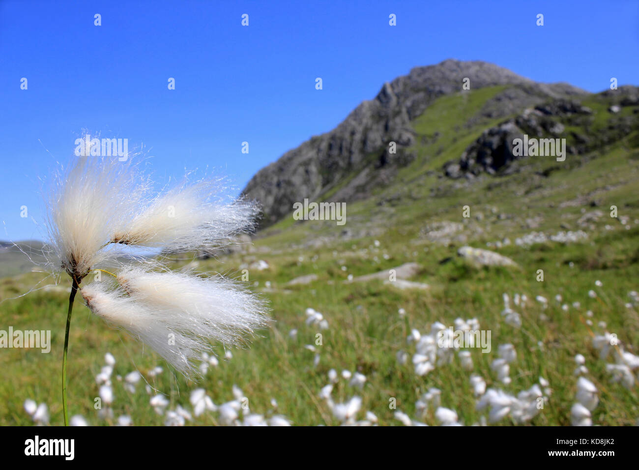 Cottongrass común Eriophorum angustifolium crece en las laderas del Parque Nacional de Snowdonia, Tryfan Foto de stock