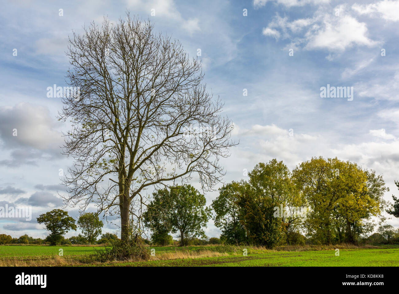 Enfermos y moribundos árbol de cenizas, probablemente con la ceniza dieback enfermedad sanos con fresnos detrás. Suffolk en Inglaterra. Foto de stock