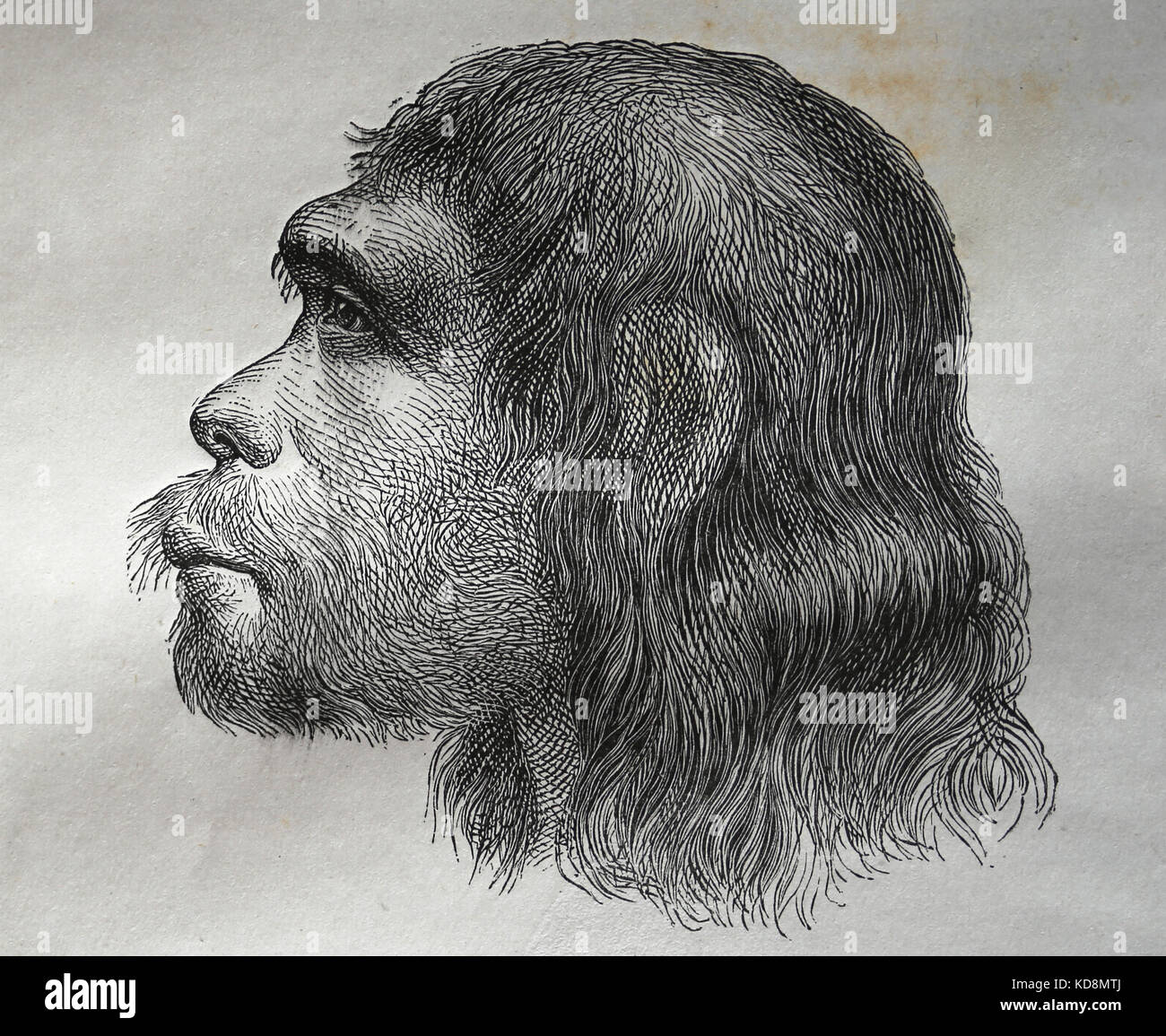 Neanderthal. Los seres humanos arcaicos en el género Homo. reconstrucción. grabado, 1883. Foto de stock