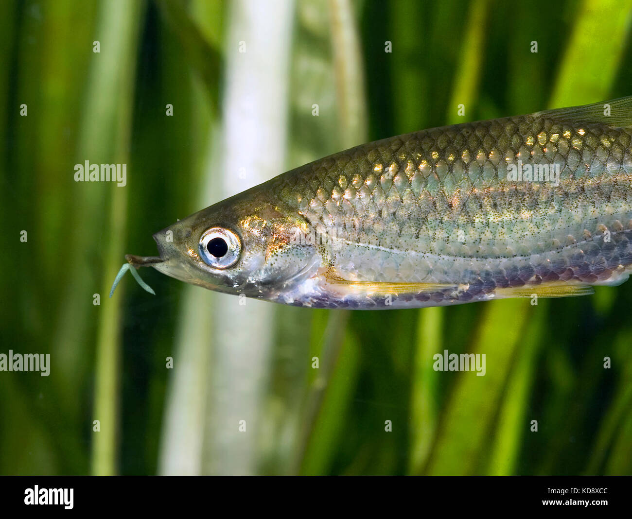 Gusano ancla, Lernaea sp.. Parásito de los peces de agua dulce. Es un copodo que se aparea durante la etapa de libre natación del desarrollo y después de eso el Foto de stock