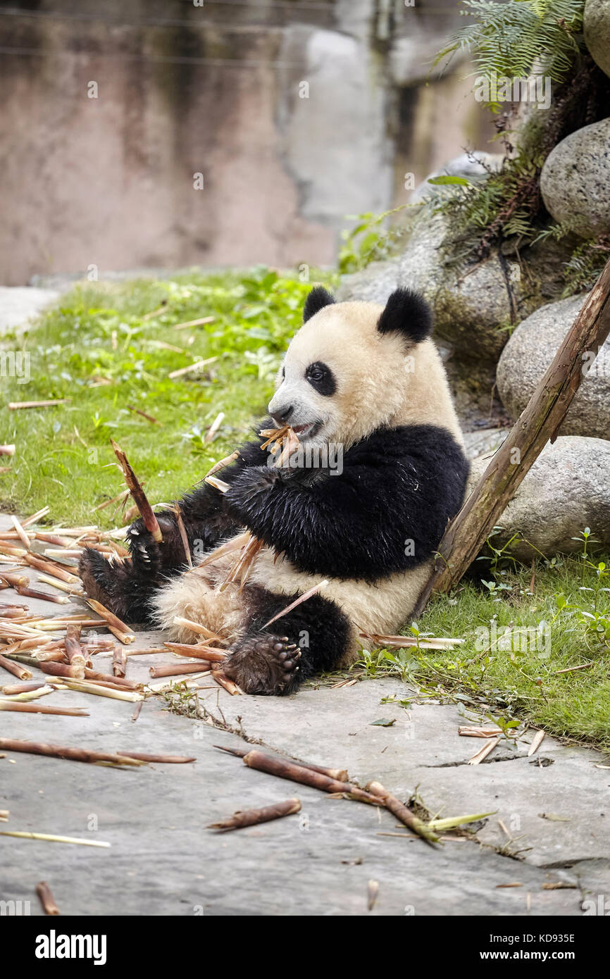 Panda gigante come bambú, Chengdu, China. Foto de stock