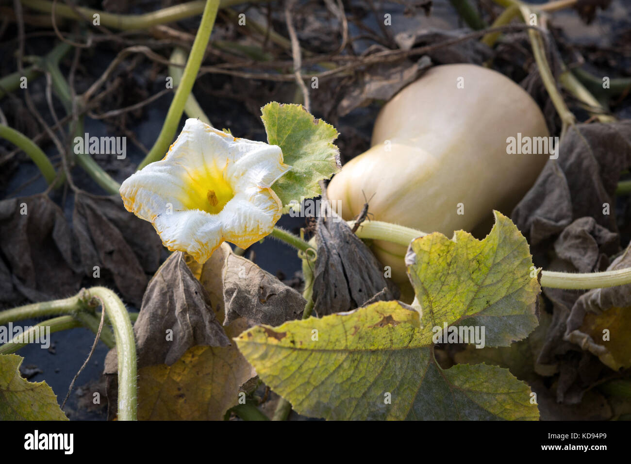 Un maduro crookneck calabaza - Cucurbita moschata - acostado en un campo de permacultura con la flor de calabaza y un saltamontes. Foto de stock