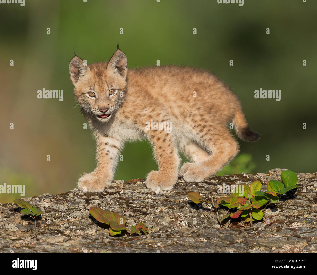 Siberiano gatito lince (Lynx lynx) wrangeli pararse en la cornisa rocosa Foto de stock