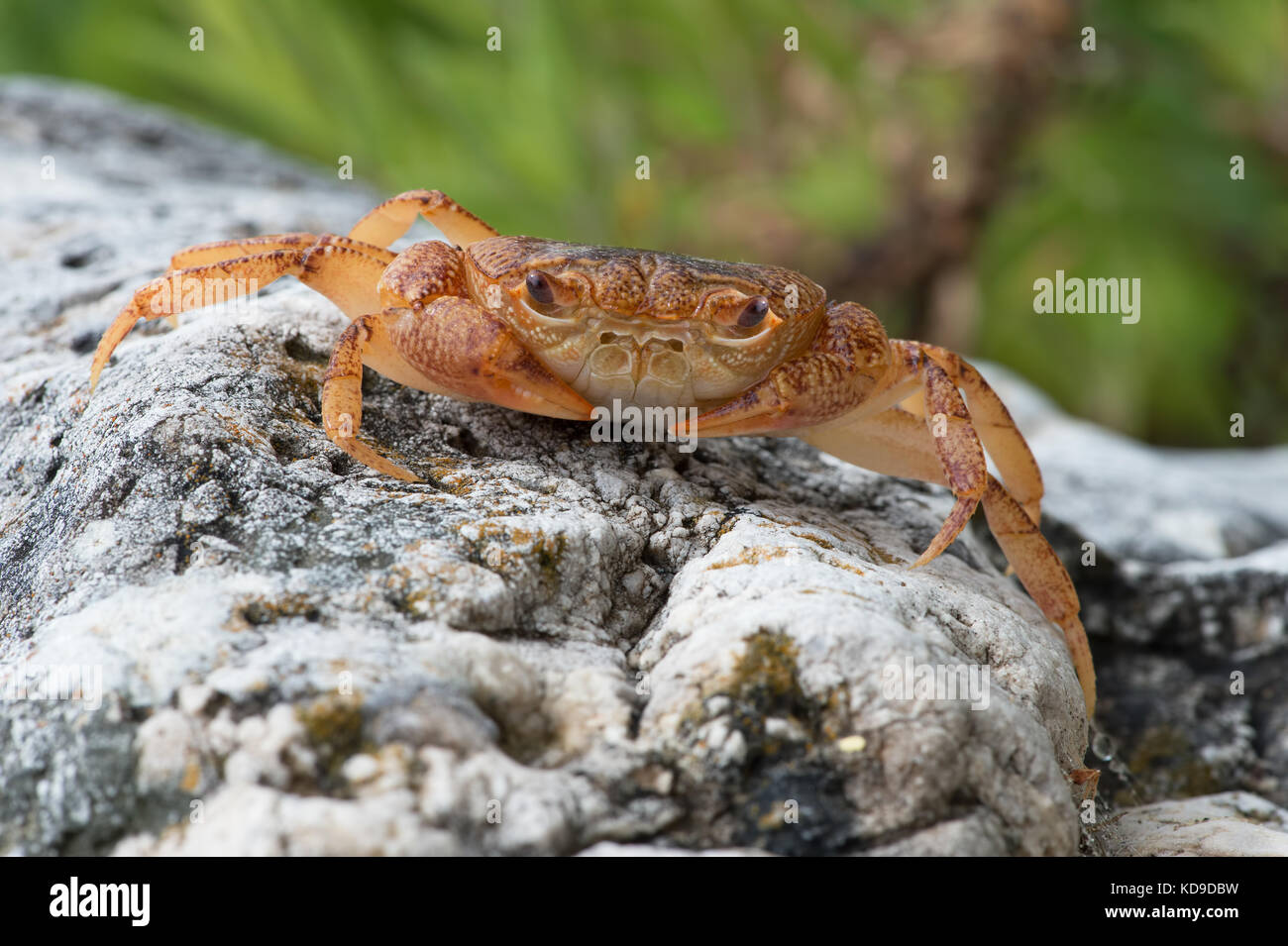 Cangrejos de agua dulce (potamon potamios) Foto de stock