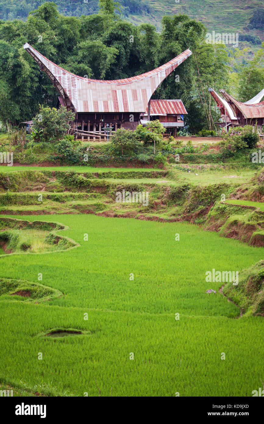 Los campos de arroz circundantes tongkonan toraja. casa bella y singular diseño arquitectónico de toraja cultura indígena en medio de exuberantes arrozales verdes Foto de stock