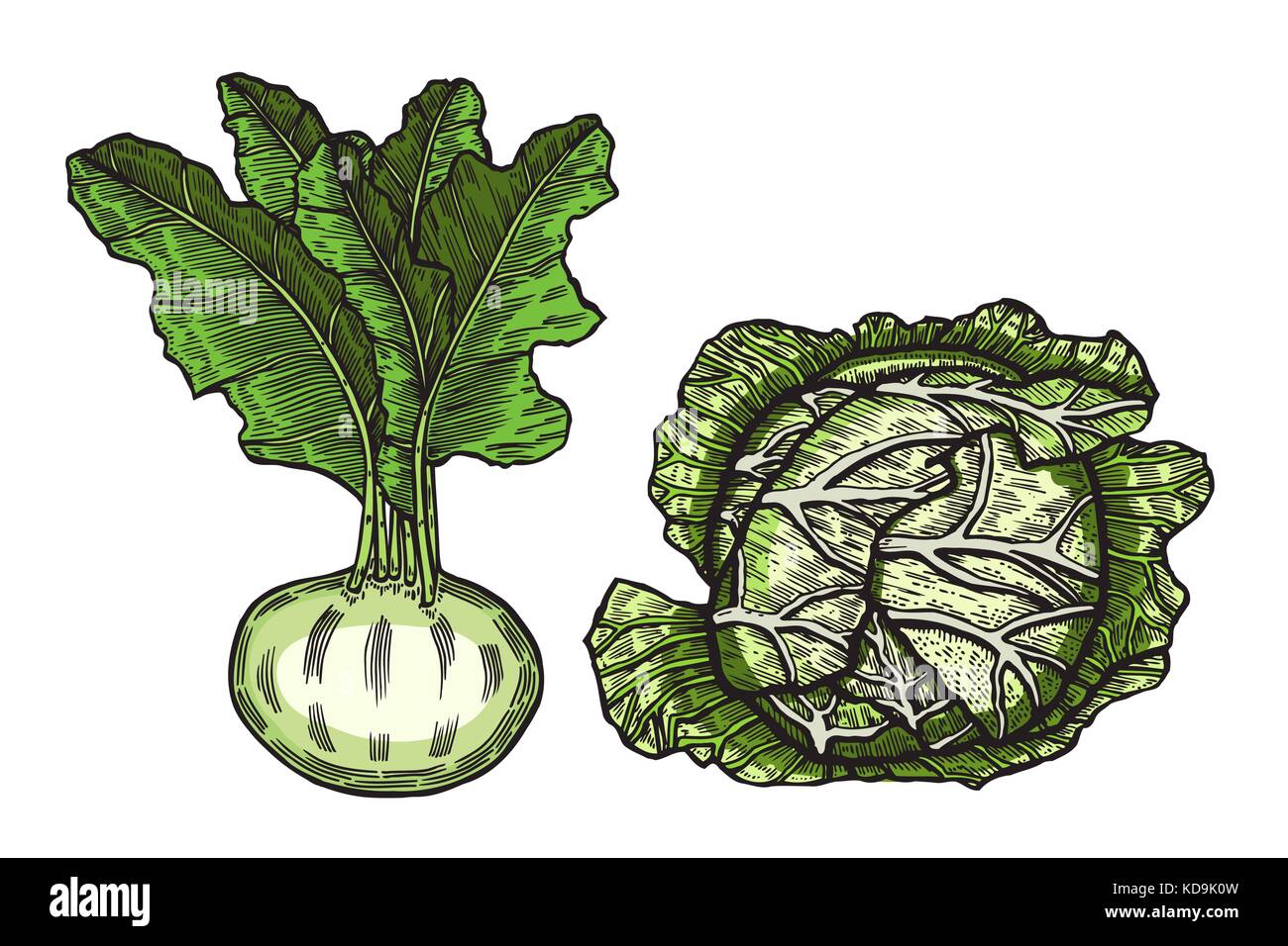 Verduras dibujado en tinta sobre un fondo beige. vector sketch alimentos. El repollo y remolacha. Ilustración del Vector