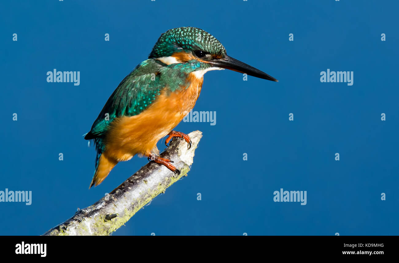 Unión Kingfisher Foto de stock