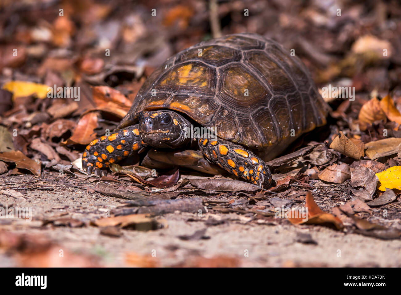 "Jabuti-tinga (chelonoidis denticulata) fotografado em linhares, Espírito Santo, sudeste de Brasil. bioma Mata Atlântica. registro feito em 2013. Foto de stock